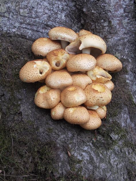 Pholiota Squarrosa Shaggy Scalycap Samara Flickr