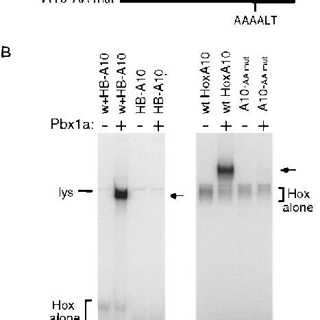 Cooperative Dna Binding Of Hoxa And Pbx Is Dependent On A