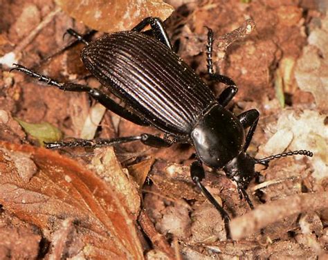 Eleodes Eleodes Obscura Bugguide Net