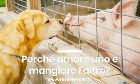 Una Riflessione Sulla Differenza Che C è Tra Cane E Maiale Essere Vegan