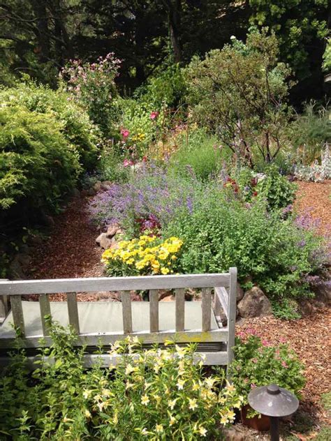 Mill Valley Habitat Garden Native Plant Nursery Novato Home Ground Habitats