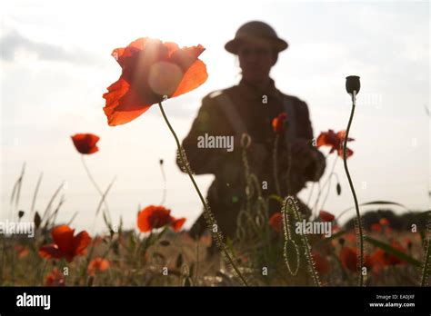 WW1 soldier in poppy field Stock Photo - Alamy