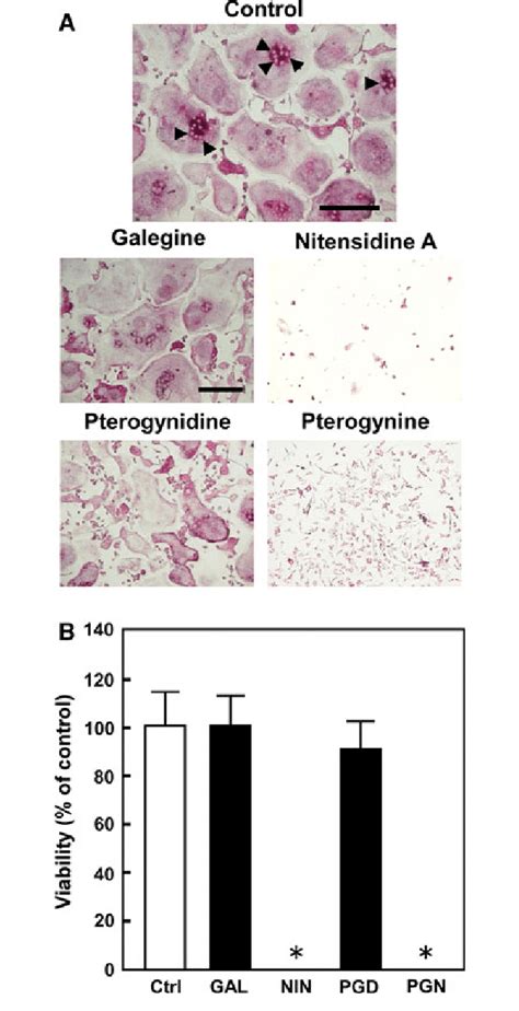 Anti Osteoclastic Effect Of Guanidine Alkaloids Mononuclear