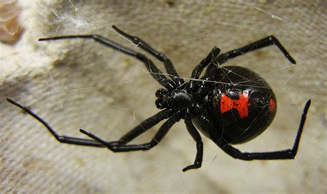 Exploring The Evolution Of Spider Venom To Improve Human Health