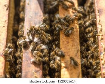 Bees On Honeycomb Top View Honey Stock Photo Shutterstock