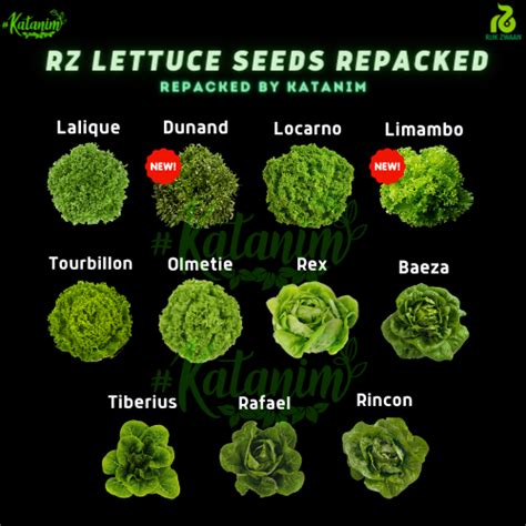 Katanim Rz Green Lettuce Seeds Collection 1 Repacked 100 Seeds Rijk