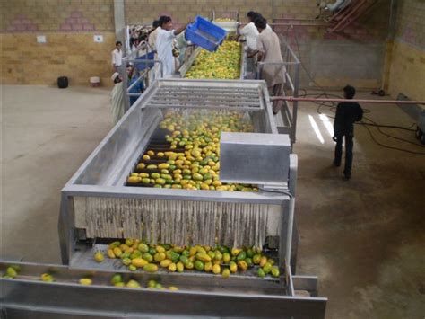 T H Mango Pulp Production Line Mango Production Line And Fresh Mango