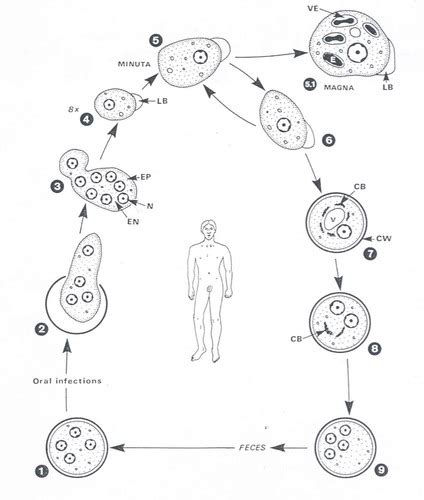 Entamoeba Histolytica Karteikarten Quizlet