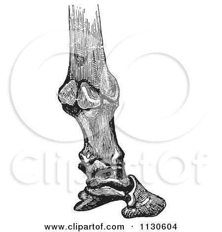 Clipart Of A Retro Vintage Engraving Of Horse Bones And Articulations ...