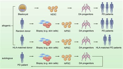 A Step Closer To Autologous Cell Therapy For Parkinsons Disease Cell