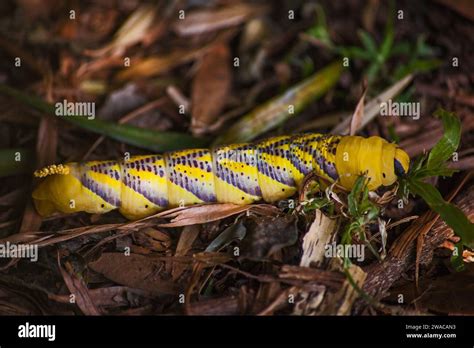 Deaths head Hawkmoth Acherontia atropos larva 15403 Stock Photo - Alamy