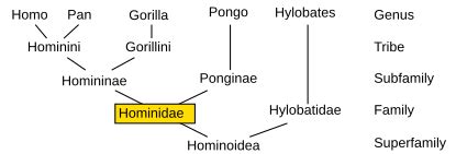 Category:Hominids | All Species Wiki | Fandom