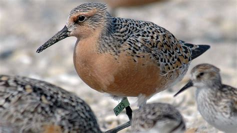 Delaware Bays Crabs Contributing To Dip In Already Threatened Red Knot