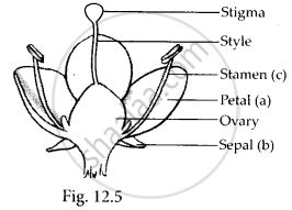 In The Diagram Of A Bisexual Flower Given In Figure Draw The