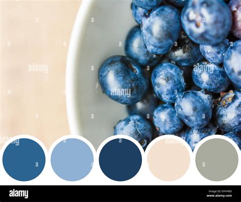 Color Palette Of Fresh Blueberries In White Bowl Stock Photo Alamy