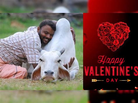 Modi Sarkar Will Celebrate Cow Hug Day On Valentine Day Animal