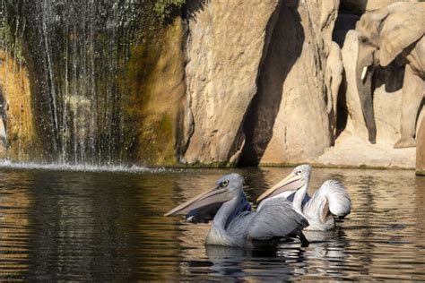 Bioparc Celebra El D A Mundial De Los Humedales Con Actividades Este