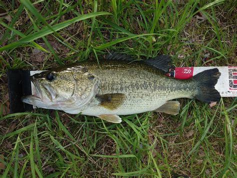 生き餌の親子 さんの 2024年06月29日のブラックバスの釣り・釣果情報滋賀県 におの浜 アングラーズ 釣果500万件の