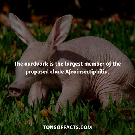 30 Fun And Weird Facts About Aardvarks Artofit