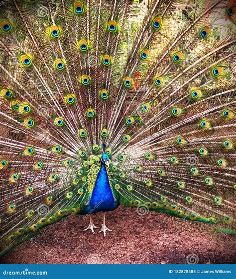 Peacock Mating Dance For Peahen Royalty-Free Stock Photo ...