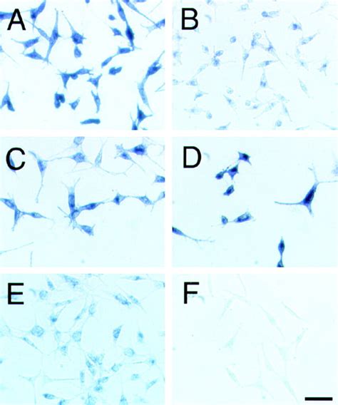 Cell Adhesion Activity Of Transfectants Which Express Mutant