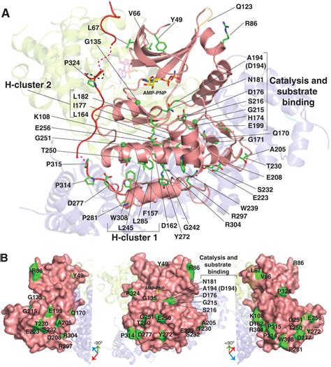 Structure Of The LKB1 STRAD MO25 Complex Reveals An Allosteric