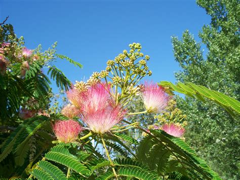 Arbre De Soie D Finition Et Explications