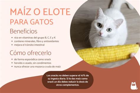 Los Gatos Pueden Comer Elote O Ma Z Beneficios