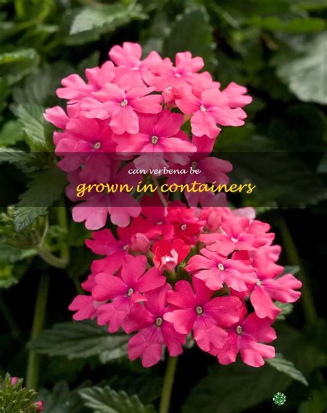 Growing Verbena In Containers Tips For A Thriving Plant ShunCy