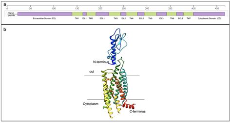 PDB 101 Diabetes Mellitus Diabetes Mellitus Undefined GIP Receptor