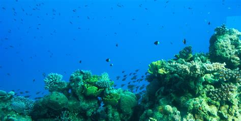 The Disappearance of Coral Reefs: Causes and Consequences | GVI | GVI