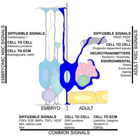 Figure Summary Of The Signalling Pathways In The Neural Stem Cell