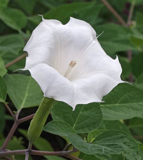 5 De Las Flores Más Raras Hermosas Y Hasta Peligrosas Del Mundo Bbc News Mundo