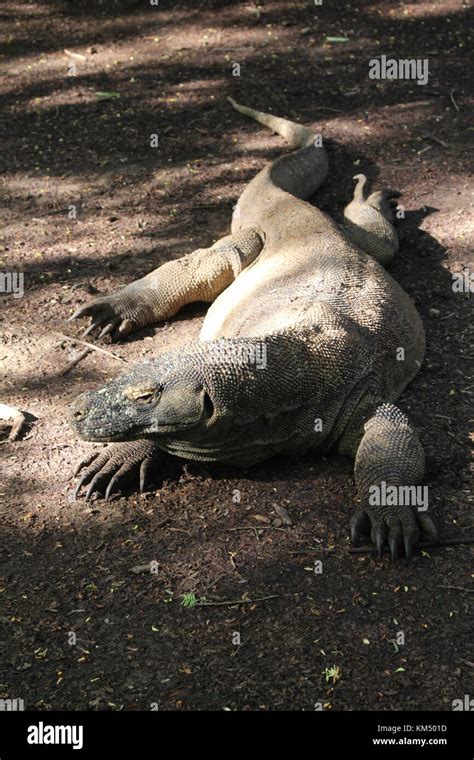 Faccia Del Drago Di Komodo Immagini E Fotografie Stock Ad Alta