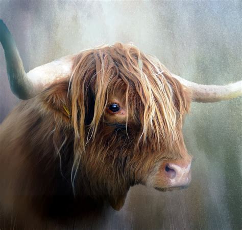 Scottish Cow Fuzzy Cow Long Haired Cows Highland Cow Print Cow Poster ...