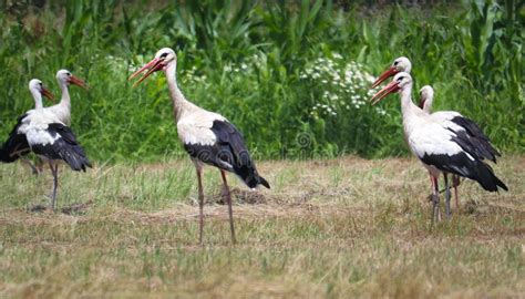 Several White Storks Walking On The Meadow On The Bright Summer Day