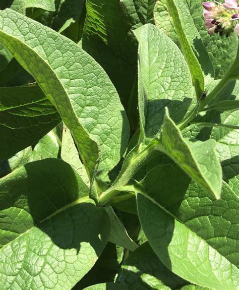 Comfrey Plant Knit Bone Boneset Organic Etsy