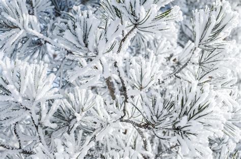 Ramos De Pinheiro Cobertos De Neve Em Dia Ensolarado De Inverno Foto