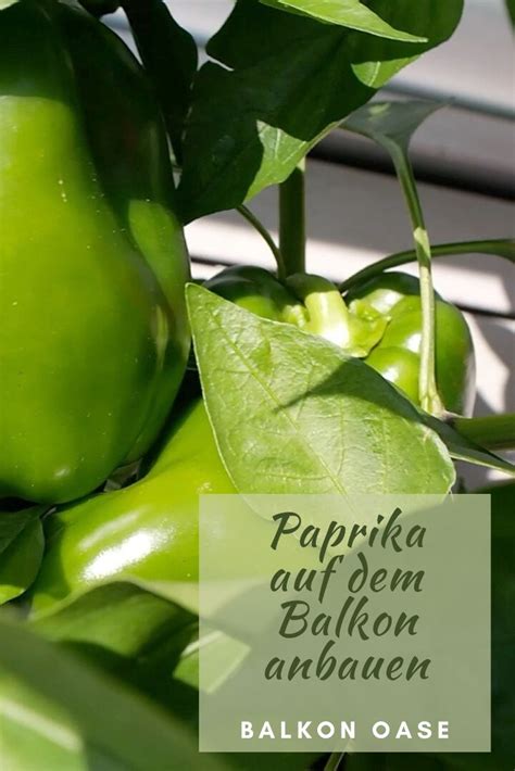 So Gelingt Der Paprika Anbau Auf Dem Balkon 7 Tipps Paprika Anbau