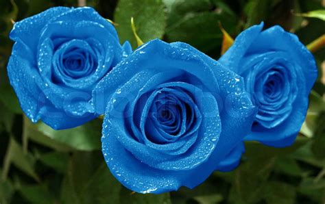 Beautiful Blue Rose Flowers Wallpapers Best Flower Site