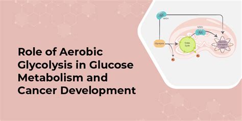 Role Of Aerobic Glycolysis In Glucose Metabolism And Cancer Development