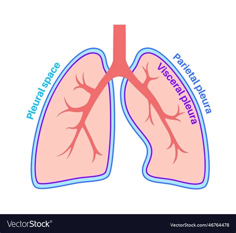 Pleura Anatomical Poster Royalty Free Vector Image