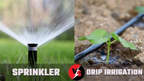 Sprinkler Vs Drip Irrigation Youtube