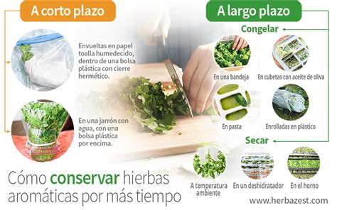 Cómo conservar hierbas aromáticas por más tiempo HerbaZest