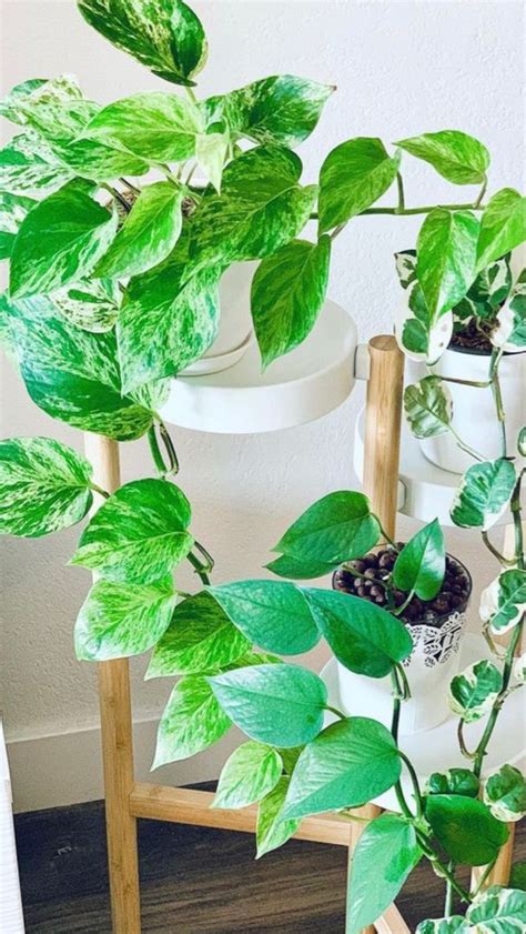 Pothos Indoor Plants | Plant Decor | Nature | Interior | PlantyBrand ...