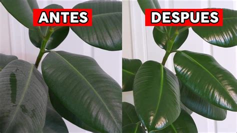 Como Limpiar Las Hojas De Las Plantas De Interior Y Exterior Para Que