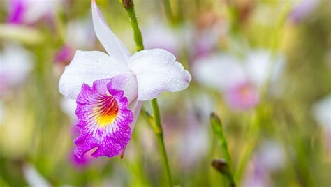 Orqu Dea Bambu Aprenda Como Cuidar E Plantar