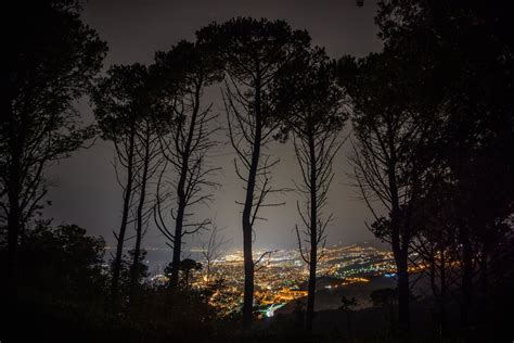 Forest with City on Coast at Night · Free Stock Photo