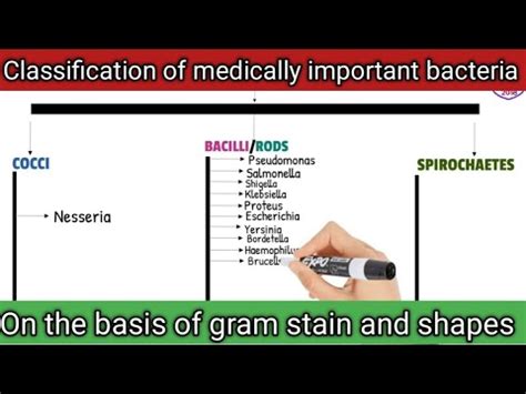 Classification Of Medically Important Bacteria On The Basis Of Gram