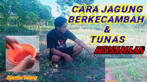 Cara Jagung Berkecambah Tunas Dan Tumbuh Serempak Dan Sama Tinggi